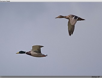 Animali 029